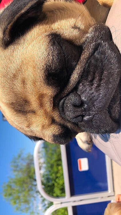 Caesar joined the competition — help win amazing prizes! australian_bulldog, bulldog, bullmastiff, canidae, carnivore, companion_dog, dog, dog_breed, ear, english_mastiff, fawn, french_bulldog, mammal, non_sporting_group, nose, pug, puppy, snout, toy_dog, wrinkle