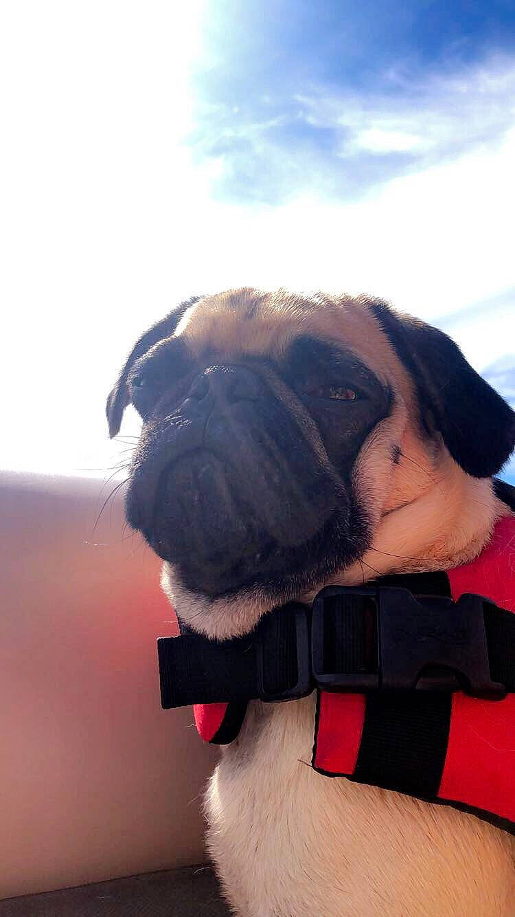 Caesar is registered to the contest to win money with this photo: ear, neck