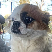 Stink is registered to the contest to win money with this photo: dog, small_dog, fluffy, white_fur, brown_fur, close_up, outdoor, table, chair, reflective_surface, pet, animal, calm, portrait, side_view, furry, domestic_animal, nose, whiskers, ears