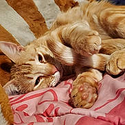 Simon is registered to the contest to win money with this photo: cat, orange_tabby, paw, pink_paw_pads, blanket, striped, relaxed, sleepy, fur, whiskers, indoor, cozy, cute, pet, animal, close_up, resting, soft, comfort, feline