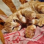 cat, orange_tabby, paw, pink_paw_pads, blanket, striped, relaxed, sleepy, fur, whiskers, indoor, cozy, cute, pet, animal, close_up, resting, soft, comfort, feline