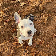 Vahiné participe au concours pour gagner de l'argent avec cette photo : animal, bulldog, canine, clothing, dog, face, footwear, grass, head, leaf, person, pet, photography, plant, portrait, puppy, rock, shoe, sneaker, soil