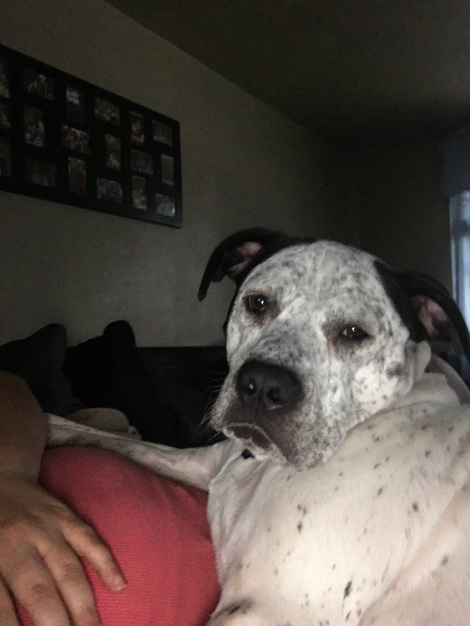 Allie joined the competition — help win amazing prizes! carnivore, comfort, companion_dog, couch, dog, dog_breed, ear, flesh, grey, guard_dog, metal, monochrome, monochrome_photography, non_sporting_group, snout, sporting_group, terrestrial_animal, whiskers, working_animal, working_dog