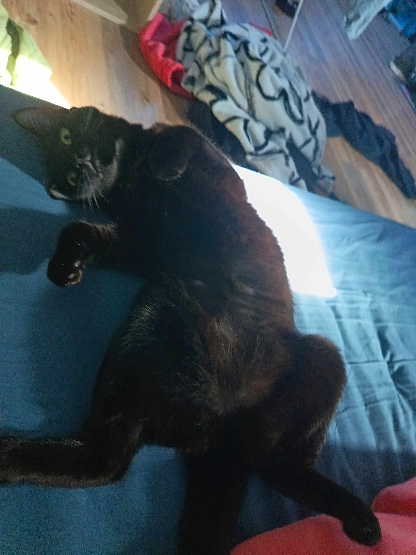 Tsuki a rejoint le concours — aidez-le/la à gagner de superbes lots ! cat, black_cat, pet, bed, blanket, bedding, indoor, green_eyes, paws, whiskers, fur, lounging, belly_up, portrait, cozy, bedroom, hardwood_floor, clutter, sunlight, relaxed