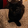 Tsuki participe au concours pour gagner de l'argent avec cette photo : animal, black_cat, blanket, cat, cozy, curled, cushion, ears, eyes, feline, fur, home, indoor, low_light, paws, pet, portrait, relaxed, textured_blanket, whiskers