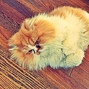 Bébère a rejoint le concours — aidez-le/la à gagner de superbes lots !