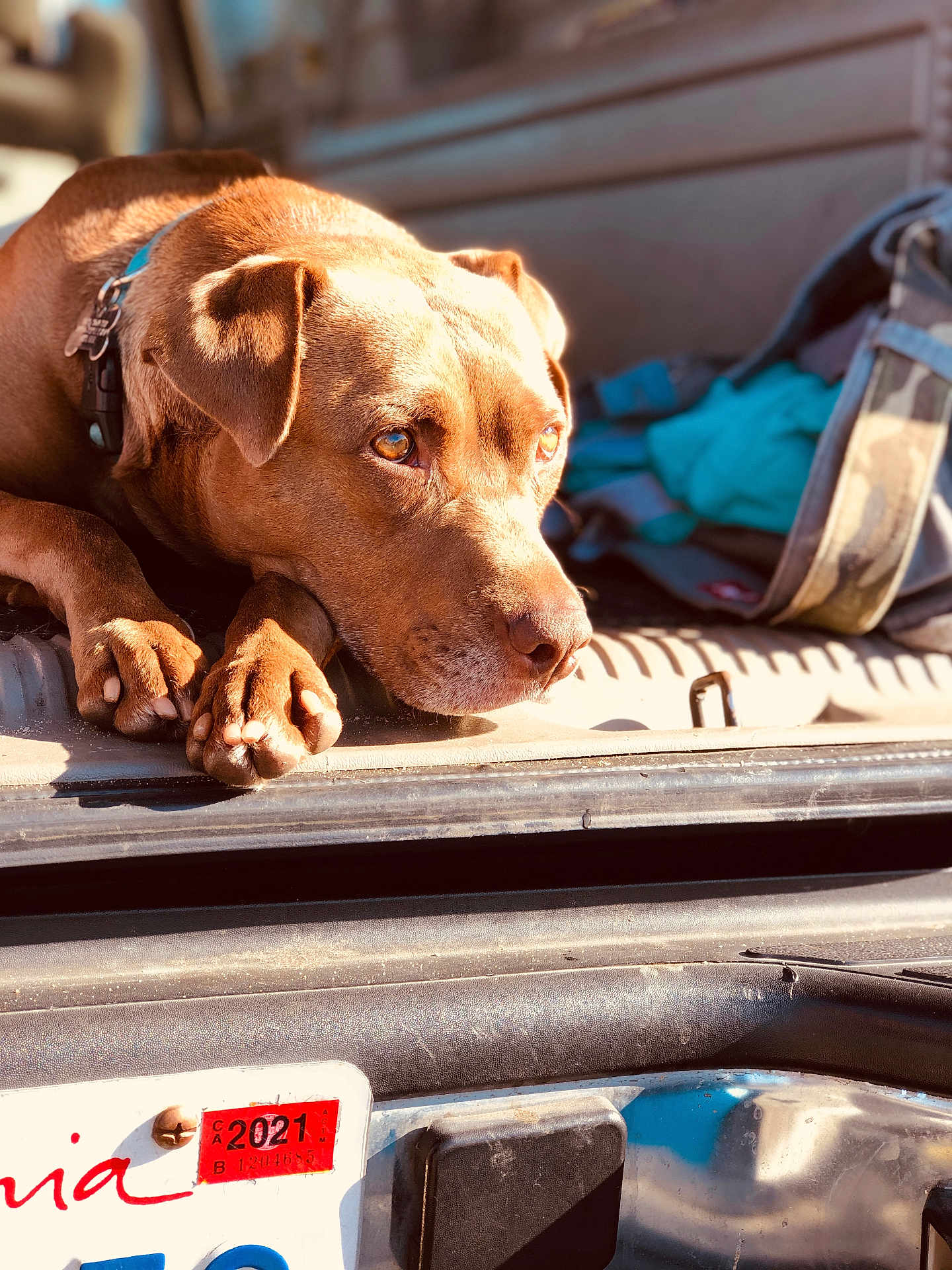 Pepper is registered to the contest to win money with this photo: animal, bag, blue_fabric, brown_dog, calm, camo, car, closeup, collar, dog, license_plate, nostalgic, outdoor, paws, pet, resting, shadow, sunlight, travel, vehicle