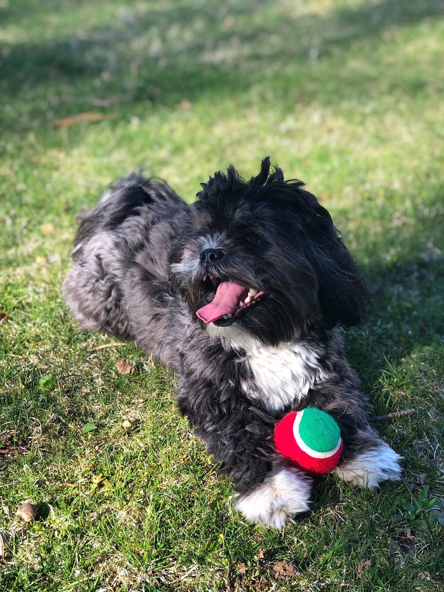 Charlotte joined the competition — help win amazing prizes! canidae, carnivore, companion_dog, dog, dog_breed, dog_collar, dog_supply, fur, grass, liver, maltepoo, poodle_crossbreed, small_terrier, snout, sporting_group, tail, terrier, toy_dog, water_dog, working_dog