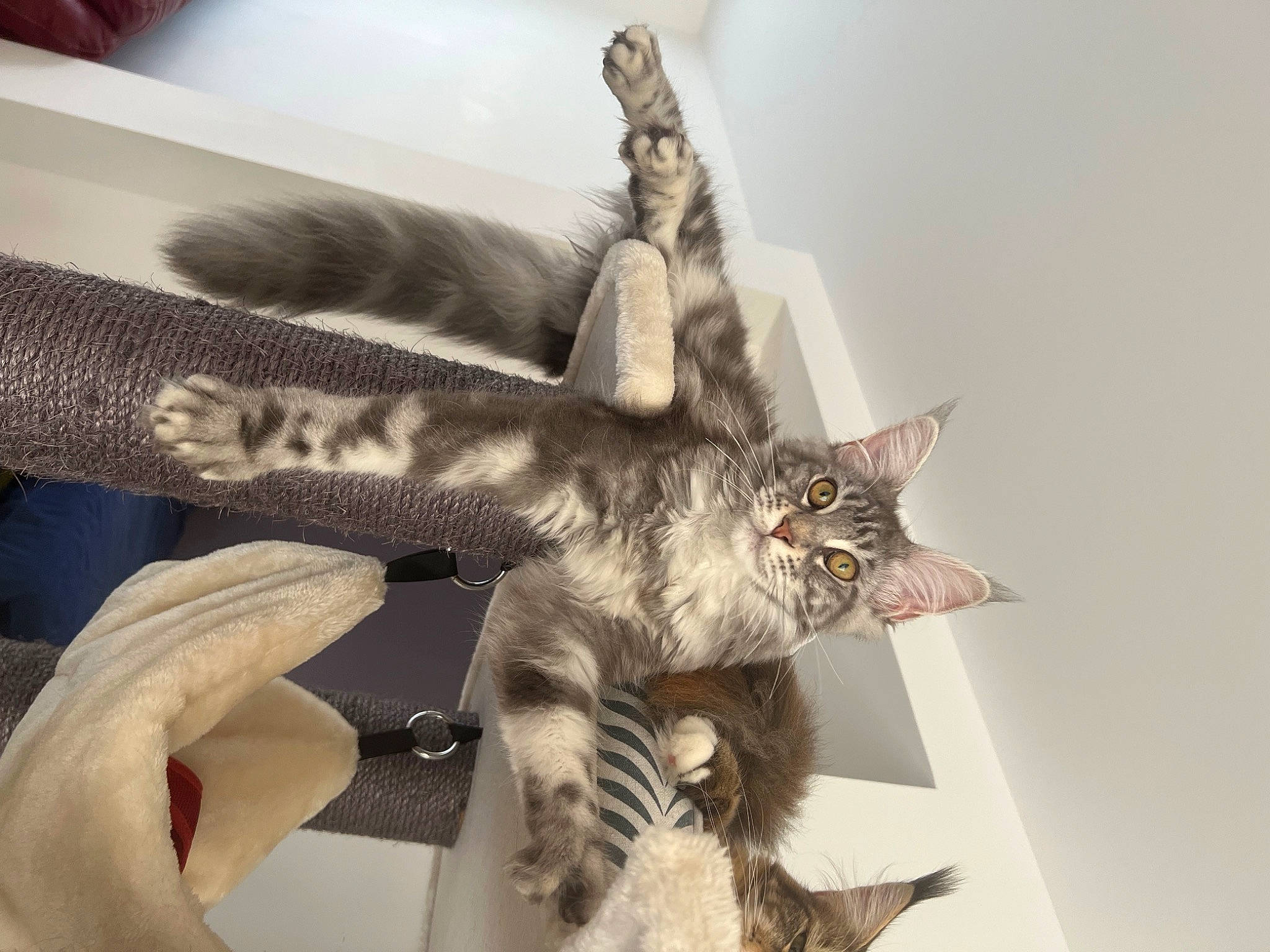 Tessa a rejoint le concours — aidez-le/la à gagner de superbes lots ! art, artifact, bird_of_prey, carnivore, cat, claw, domestic_short_haired_cat, feather, felidae, fur, gesture, metal, paw, picture_frame, sculpture, small_to_medium_sized_cats, tail, whiskers, wildlife, wing