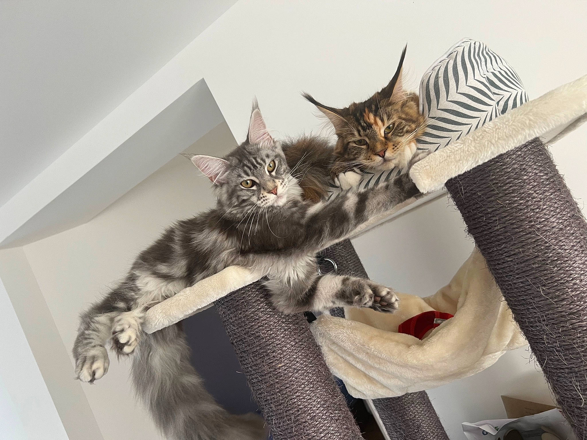 Tessa a rejoint le concours — aidez-le/la à gagner de superbes lots ! bag, carnivore, cat, comfort, domestic_short_haired_cat, fashion_accessory, felidae, fur, grey, metal, paw, shelf, small_to_medium_sized_cats, tail, whiskers