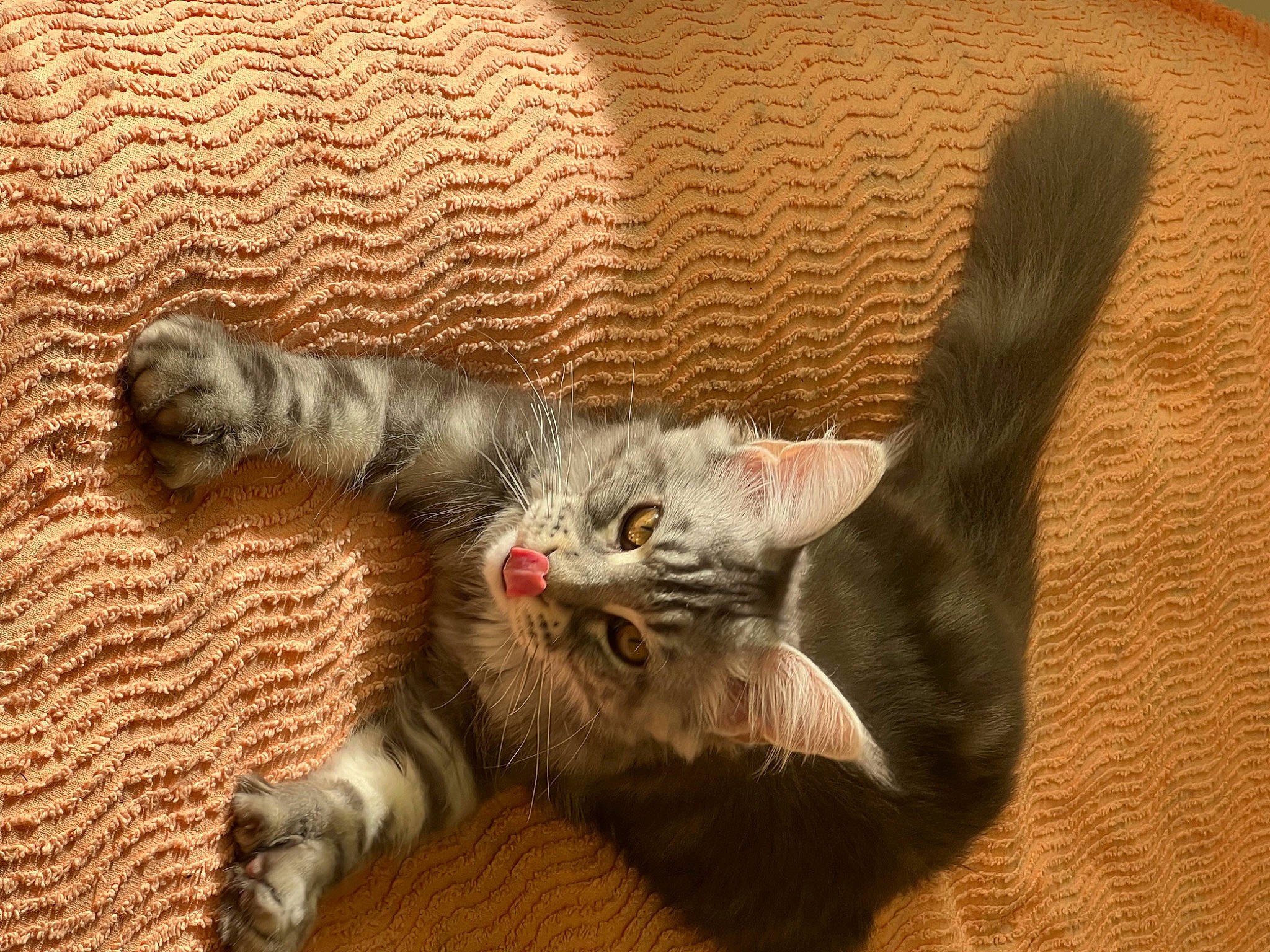 Tessa participe au concours pour gagner de l'argent avec cette photo : carnivore, cat, cat_toy, claw, comfort, couch, domestic_short_haired_cat, fang, fawn, felidae, foot, fur, paw, small_to_medium_sized_cats, snout, tail, terrestrial_animal, toe, whiskers, wood