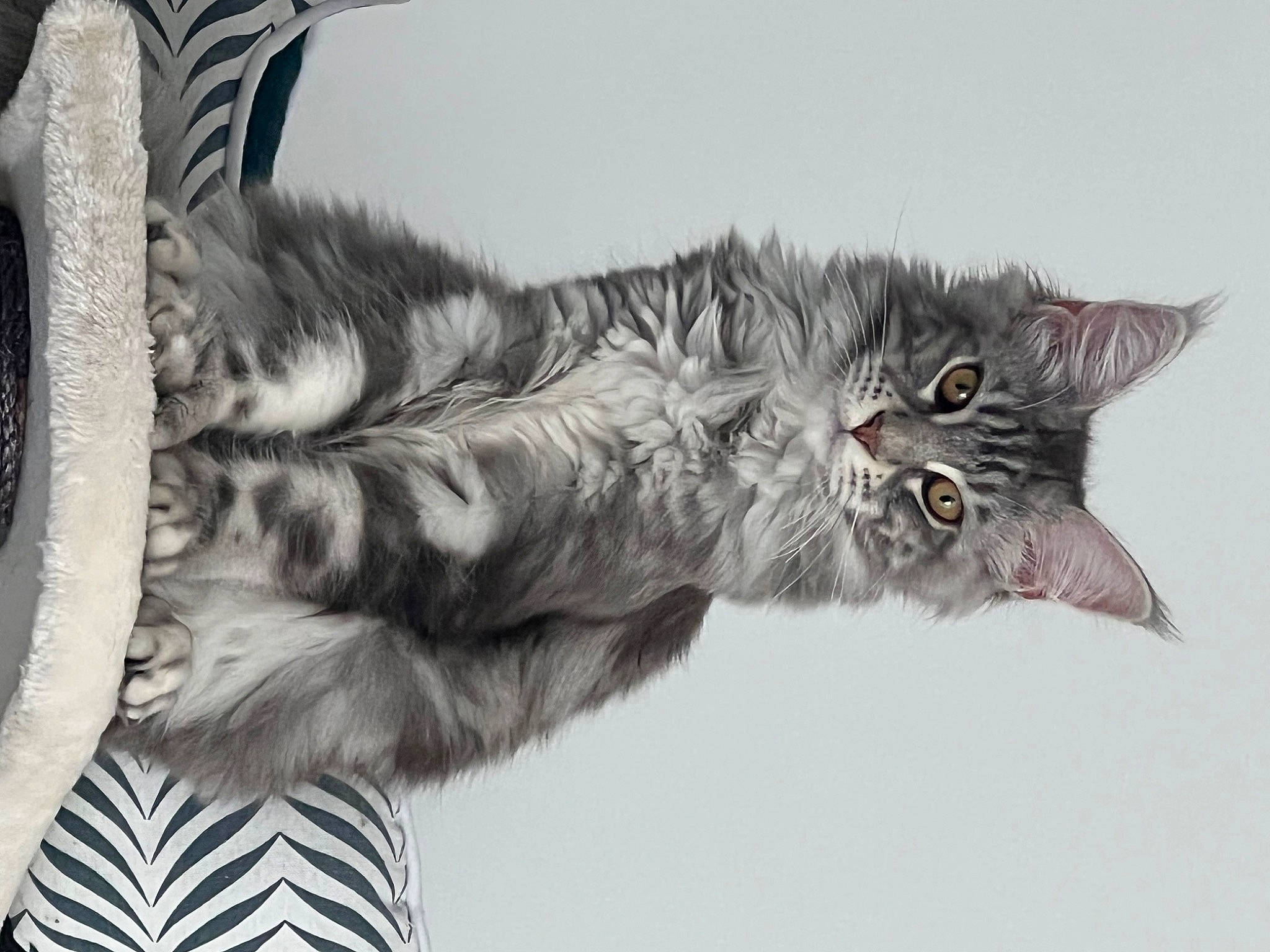 Tessa participe au concours pour gagner de l'argent avec cette photo : carnivore, cat, claw, comfort, domestic_short_haired_cat, felidae, foot, fur, gesture, grey, monochrome, monochrome_photography, paw, small_to_medium_sized_cats, snout, tail, whiskers