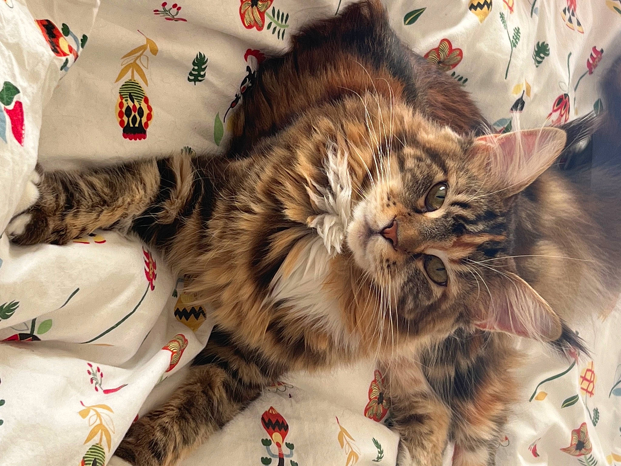 Tokyo participe au concours pour gagner de l'argent avec cette photo : carnivore, cat, claw, comfort, domestic_short_haired_cat, event, felidae, fur, maine_coon, paw, small_to_medium_sized_cats, whiskers