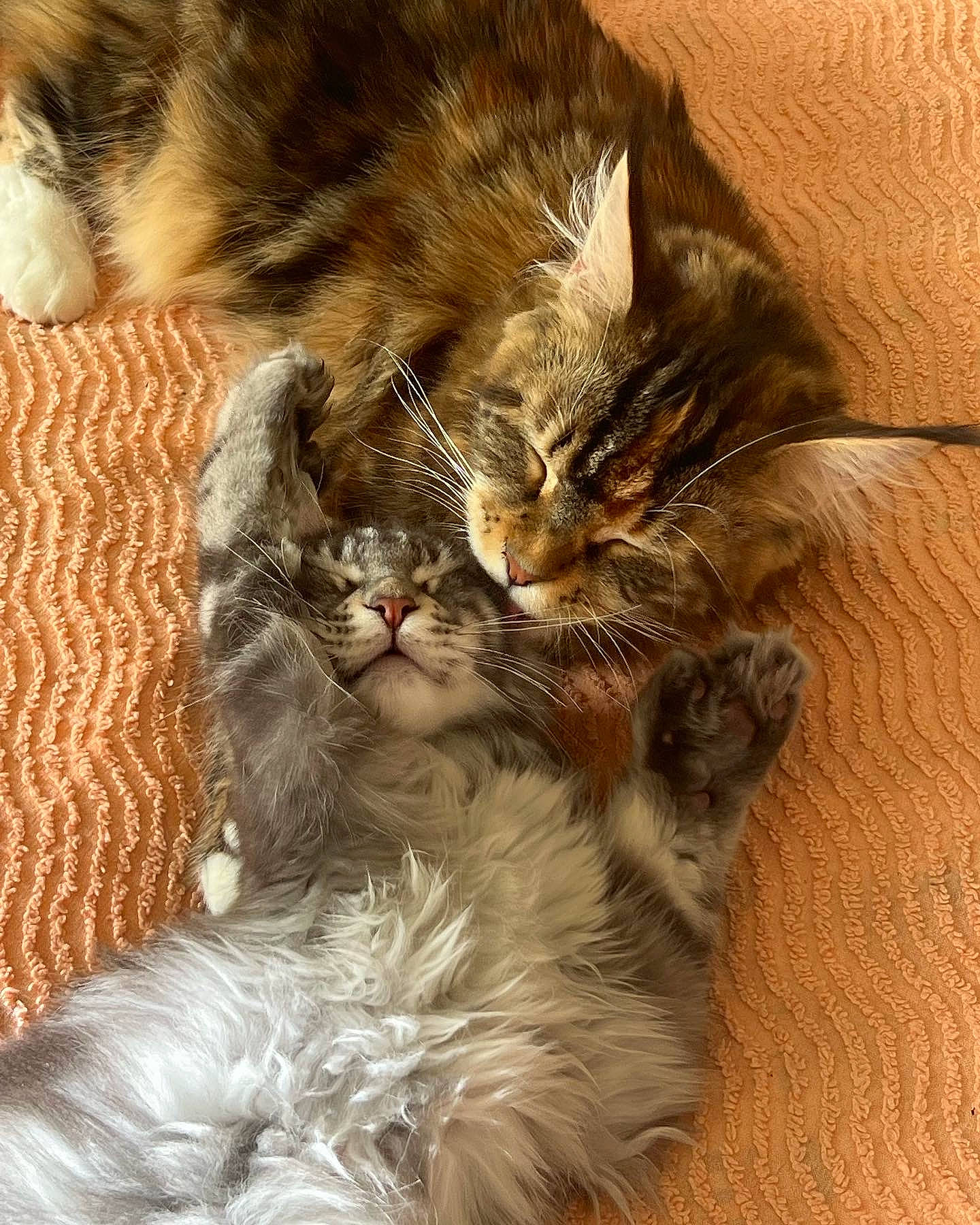 Tokyo a rejoint le concours — aidez-le/la à gagner de superbes lots ! carnivore, cat, claw, comfort, domestic_short_haired_cat, fawn, felidae, fur, nap, paw, sleep, small_to_medium_sized_cats, tail, whiskers, wood