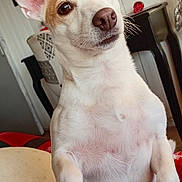 Praline participe au concours pour gagner de l'argent avec cette photo : adorable, brown_eyes, chair, closeup, curious, cushion, dog, domestic_animal, ears, furniture, home_interior, indoor, nose, paws, pet, portrait, sitting, tan_patches, whiskers, white_fur