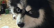 King is registered to the contest to win money with this photo: animal, background, black_and_white, canine, carpet, cleaning_wipes, close_up, container, curious, dog, ears, eyes, face, fur, furniture, indoor, pet, snout, table, wood_paneling