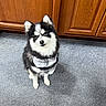King joined the competition — help win amazing prizes! adorable, animal, bandana, black_and_white, blue_eyes, canine, carpet, companion, cute, dog, fluffy, fur, household, indoor, looking_up, pet, puppy, sitting, small_dog, wooden_cabinets