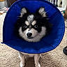 King is registered to the contest to win money with this photo: animal, black_and_white, blue_cone, canine, carpet, cone, curious, cute, dog, ears, eyes, face, fur, home, indoor, nose, pet, protective_collar, small_dog, standing