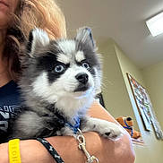 King joined the competition — help win amazing prizes! animal, background, black_and_white, blue_eyes, bulletin_board, curious, dog, face, fluffy, fur, holding, indoor, leash, light, person, pet, puppy, short_sleeve, stuffed_animal, wristband