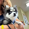animal, background, black_and_white, blue_eyes, bulletin_board, curious, dog, face, fluffy, fur, holding, indoor, leash, light, person, pet, puppy, short_sleeve, stuffed_animal, wristband