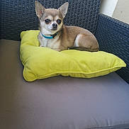Neho participe au concours pour gagner de l'argent avec cette photo : dog, chihuahua, small_dog, pet, yellow_pillow, gray_cushion, wicker_chair, furniture, indoor, collar, resting, alert, cute, animal, companion, side_view, relaxed, domestic_animal, brown_fur, small_pet