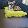 dog, chihuahua, small_dog, pet, yellow_pillow, gray_cushion, wicker_chair, furniture, indoor, collar, resting, alert, cute, animal, companion, side_view, relaxed, domestic_animal, brown_fur, small_pet