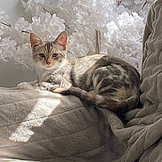 Olive is registered to the contest to win money with this photo: cat, indoor, sunlight, blanket, flower, white_flower, quilted, cozy, relaxed, animal, pet, soft_light, cushion, resting, home, feline, decor, comfortable, peaceful, background