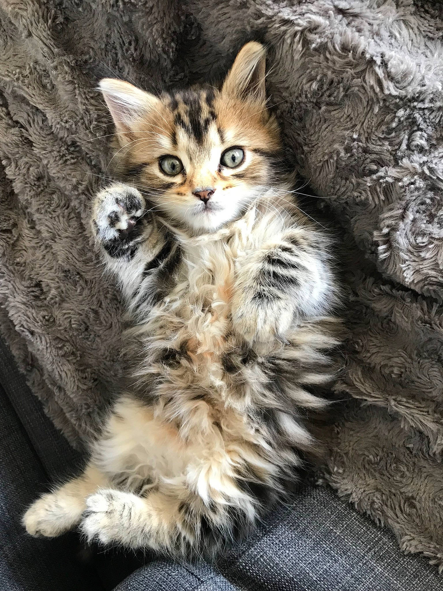 Mía a rejoint le concours — aidez-le/la à gagner de superbes lots ! american_bobtail, american_wirehair, carnivore, cat, claw, domestic_long_haired_cat, dragon_li, european_shorthair, felidae, fur, kitten, mammal, norwegian_forest_cat, pixie_bob, siberian, small_to_medium_sized_cats, tabby_cat, vertebrate, whiskers, wild_cat