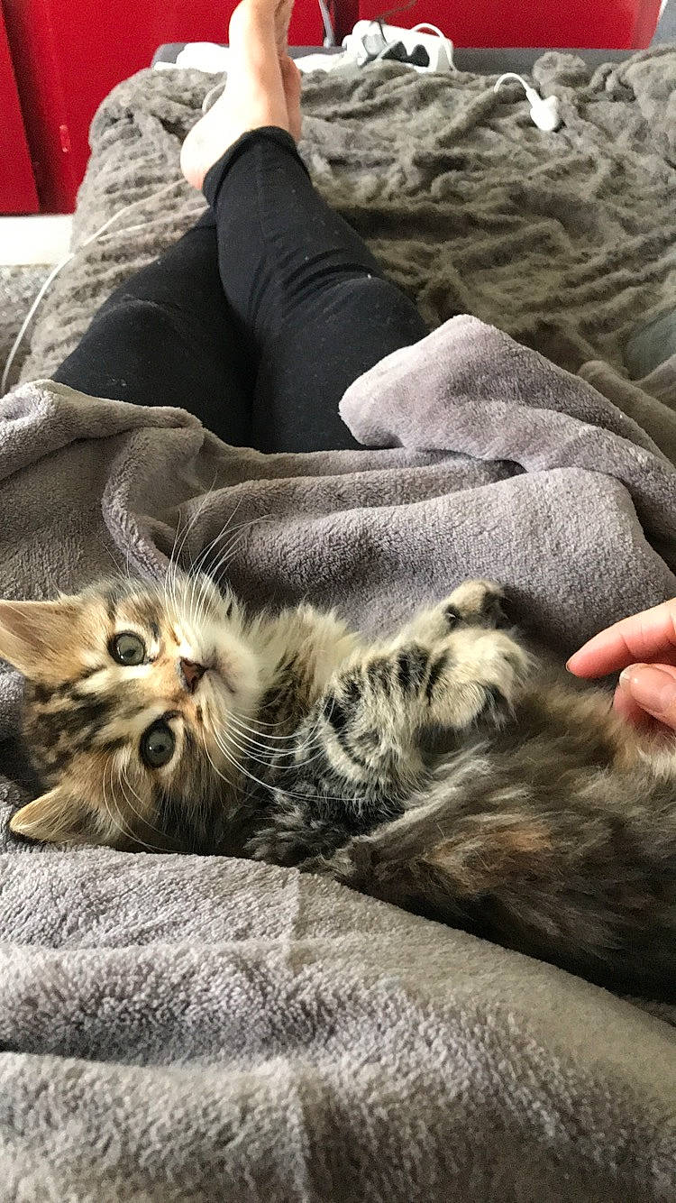 Mía participe au concours pour gagner de l'argent avec cette photo : american_shorthair, asian, carnivore, cat, claw, comfort, domestic_short_haired_cat, dragon_li, european_shorthair, felidae, fur, kitten, maine_coon, nap, norwegian_forest_cat, paw, pixie_bob, small_to_medium_sized_cats, tabby_cat, whiskers