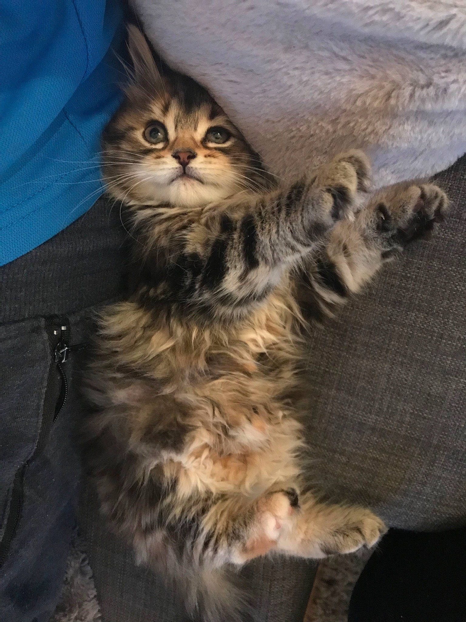 Mía a rejoint le concours — aidez-le/la à gagner de superbes lots ! american_bobtail, asian_semi_longhair, carnivore, cat, domestic_long_haired_cat, dragon_li, egyptian_mau, european_shorthair, felidae, kitten, maine_coon, mammal, norwegian_forest_cat, pixie_bob, siberian, small_to_medium_sized_cats, tabby_cat, vertebrate, whiskers, wild_cat