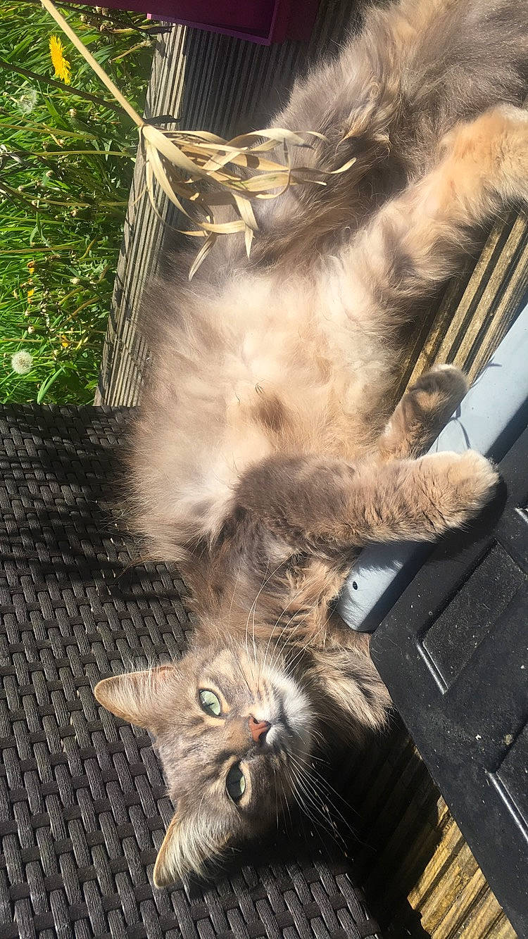 Léo participe au concours pour gagner de l'argent avec cette photo : british_semi_longhair, carnivore, cat, domestic_long_haired_cat, european_shorthair, fawn, felidae, fur, kitten, maine_coon, norwegian_forest_cat, pixie_bob, polydactyl_cat, small_to_medium_sized_cats, tabby_cat, whiskers, wild_cat