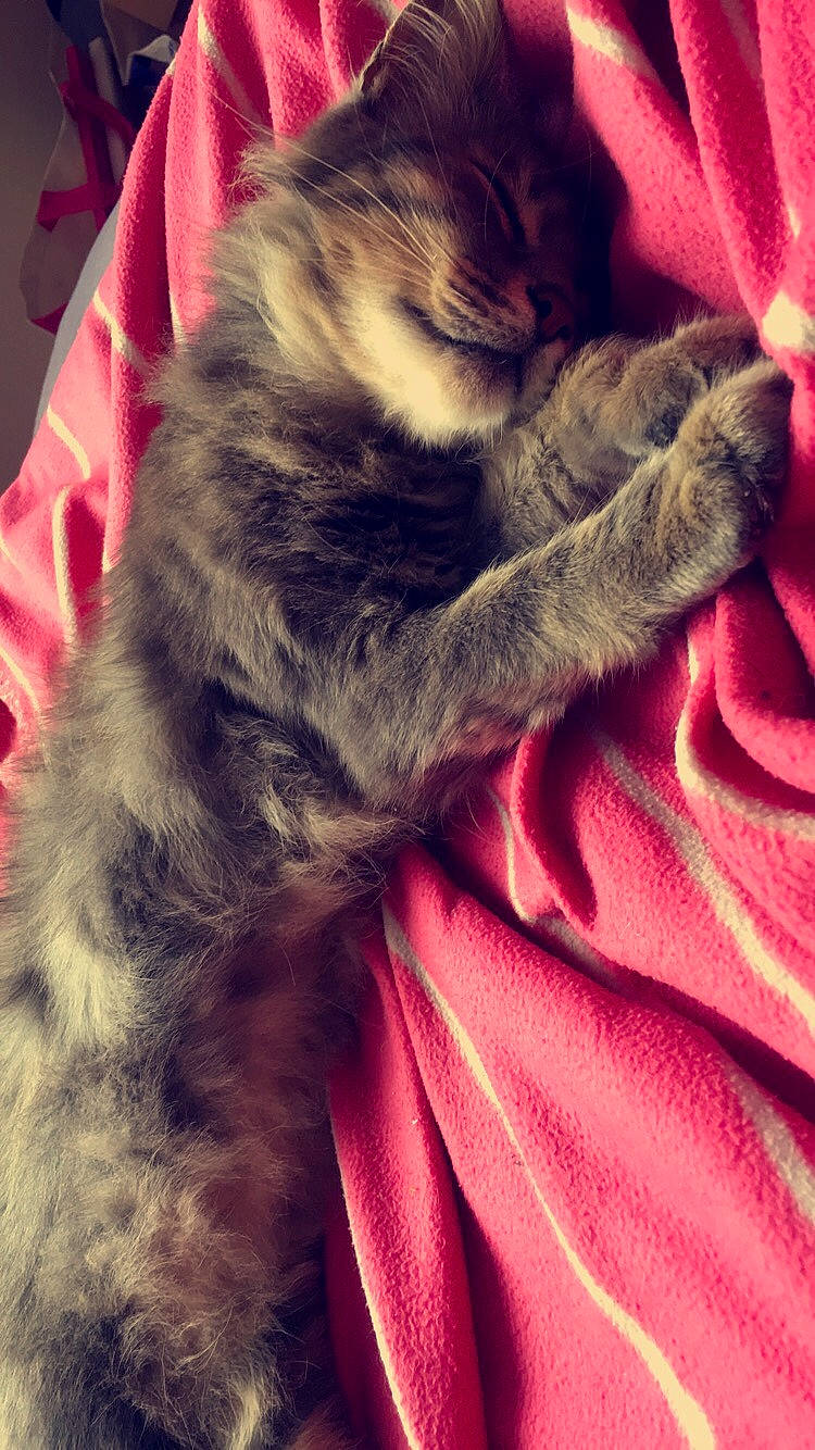 Léo participe au concours pour gagner de l'argent avec cette photo : asian, carnivore, cat, claw, domestic_short_haired_cat, european_shorthair, felidae, fur, kitten, nap, pink, pixie_bob, small_to_medium_sized_cats, tabby_cat, tail, textile, whiskers