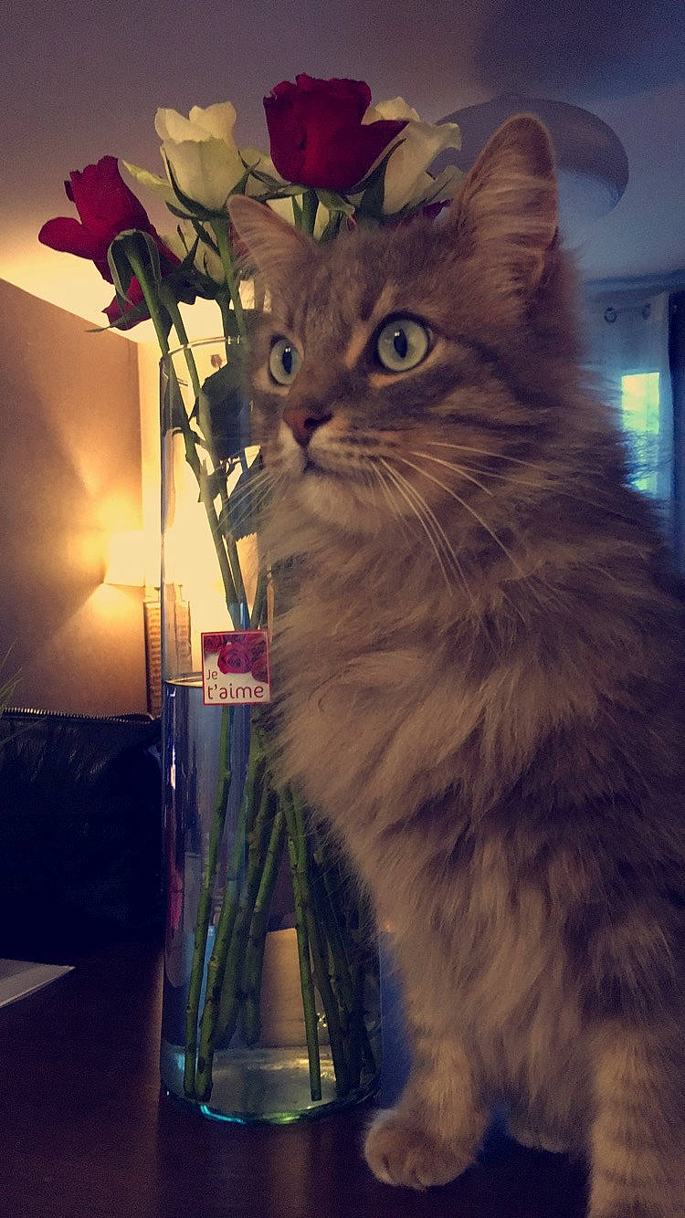 Léo participe au concours pour gagner de l'argent avec cette photo : asian_semi_longhair, british_longhair, british_semi_longhair, carnivore, cat, domestic_long_haired_cat, felidae, flower, fur, kitten, maine_coon, norwegian_forest_cat, persian, plant, ragamuffin, siberian, small_to_medium_sized_cats, tabby_cat, whiskers