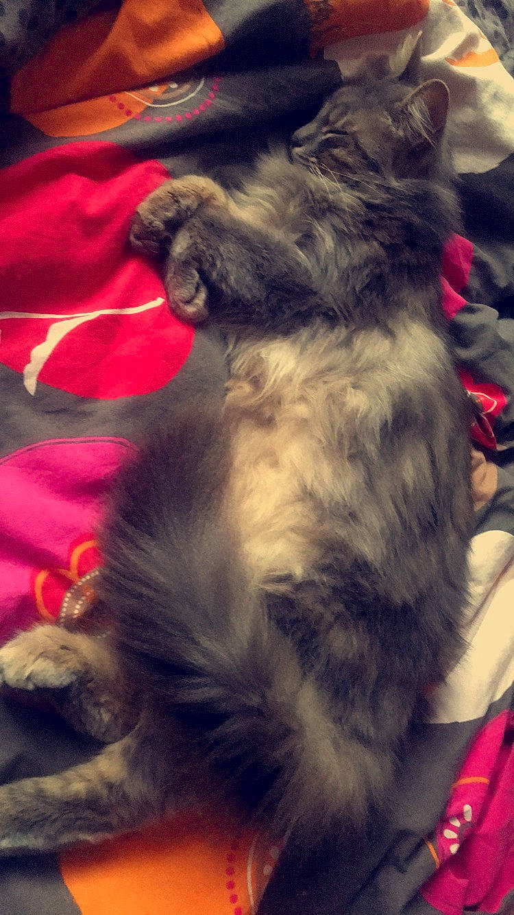 Léo participe au concours pour gagner de l'argent avec cette photo : cairn_terrier, canidae, carnivore, companion_dog, dog, dog_breed, ear, fur, mammal, miniature_schnauzer, puppy, schnauzer, schnoodle, snout, sporting_group, terrier, whiskers