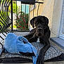 Aston a rejoint le concours — aidez-le/la à gagner de superbes lots ! dog, stuffed_toy, cushion, balcony, iron_railing, flowers, outdoor, concrete_floor, yellow_wall, window, curtain, pet, black_dog, large_dog, relaxed, sunlight, pattern, resting, animal, home