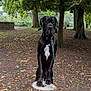 Aston participe au concours pour gagner de l'argent avec cette photo : dog, black_dog, tree_stump, leash, park, autumn, leaves, trees, outdoor, nature, canine, sitting, forest, animal, pet, daylight, ground, plant, trunk, muzzle
