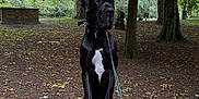 Aston participe au concours pour gagner de l'argent avec cette photo : dog, black_dog, tree_stump, leash, park, autumn, leaves, tree, outdoor, nature, animal, pet, canine, forest_floor, bark, ground, daylight, muzzle, ears, sitting