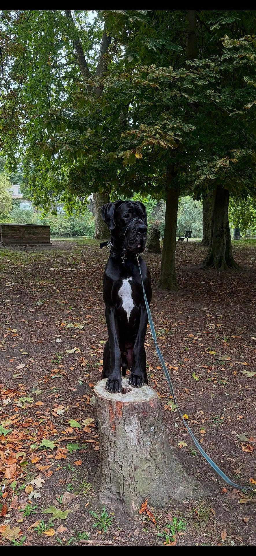 Aston participe au concours pour gagner de l'argent avec cette photo : dog, black_dog, tree_stump, leash, park, autumn, leaves, tree, outdoor, nature, animal, pet, canine, forest_floor, bark, ground, daylight, muzzle, ears, sitting
