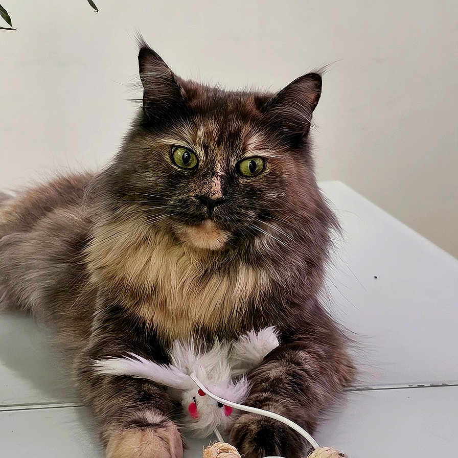Gaia participe au concours pour gagner de l'argent avec cette photo : cat, tortoiseshell, pet, animal, fur, whiskers, green_eyes, toy, feathers, sisal, paws, indoor, white_surface, curious, relaxed, plant, closeup, domestic_cat, feline, cute