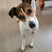 Patouf a rejoint le concours — aidez-le/la à gagner de superbes lots ! dog, pet, indoor, wooden_floor, toy_ball, curious, ears, brown_white_fur, table, person, shoes, socks, legs, looking_up, floor, domestic, animal, companion, cute, standing