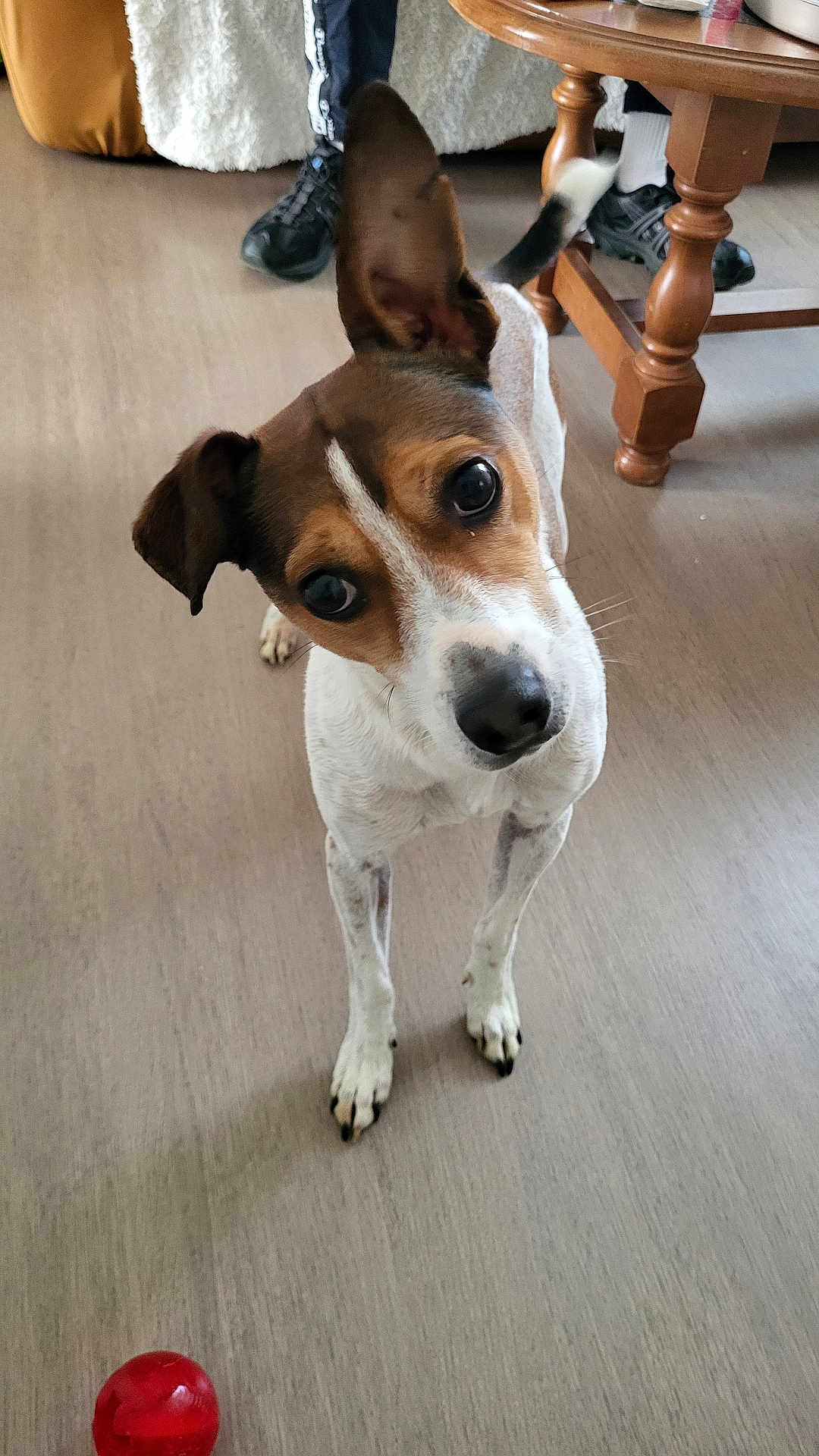 Patouf a rejoint le concours — aidez-le/la à gagner de superbes lots ! dog, pet, indoor, wooden_floor, toy_ball, curious, ears, brown_white_fur, table, person, shoes, socks, legs, looking_up, floor, domestic, animal, companion, cute, standing