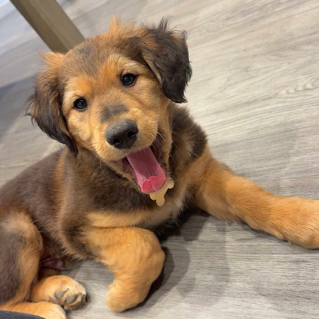 Atilla a rejoint le concours — aidez-le/la à gagner de superbes lots ! adult, animal, bodypart, canine, clothing, dog, footwear, goldenretriever, hound, indoors, interiordesign, labradorretriever, male, man, pants, person, pet, puppy, shoe, wood