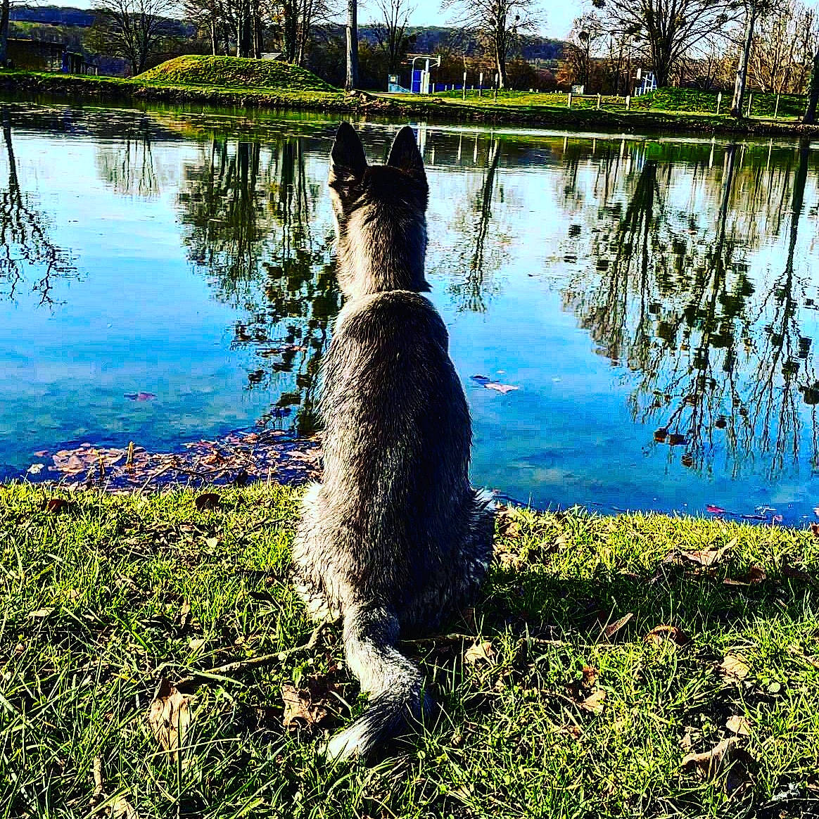 Laya a rejoint le concours — aidez-le/la à gagner de superbes lots ! bank, beak, dog_breed, grass, lacustrine_plain, lake, landscape, natural_landscape, plant, reflection, reservoir, shadow, sky, tail, tree, trunk, water, waterway, wildlife, wood