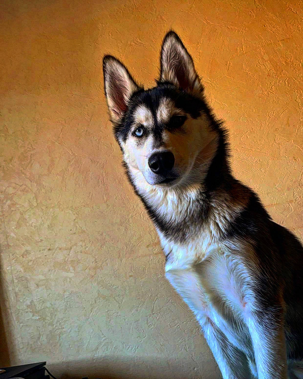 Laya a rejoint le concours — aidez-le/la à gagner de superbes lots ! ancient_dog_breeds, art, canidae, canis, carnivore, companion_dog, dog, dog_breed, door, fur, sled_dog, snout, sporting_group, tail, terrestrial_animal, whiskers, wildlife, wood, working_animal, working_dog