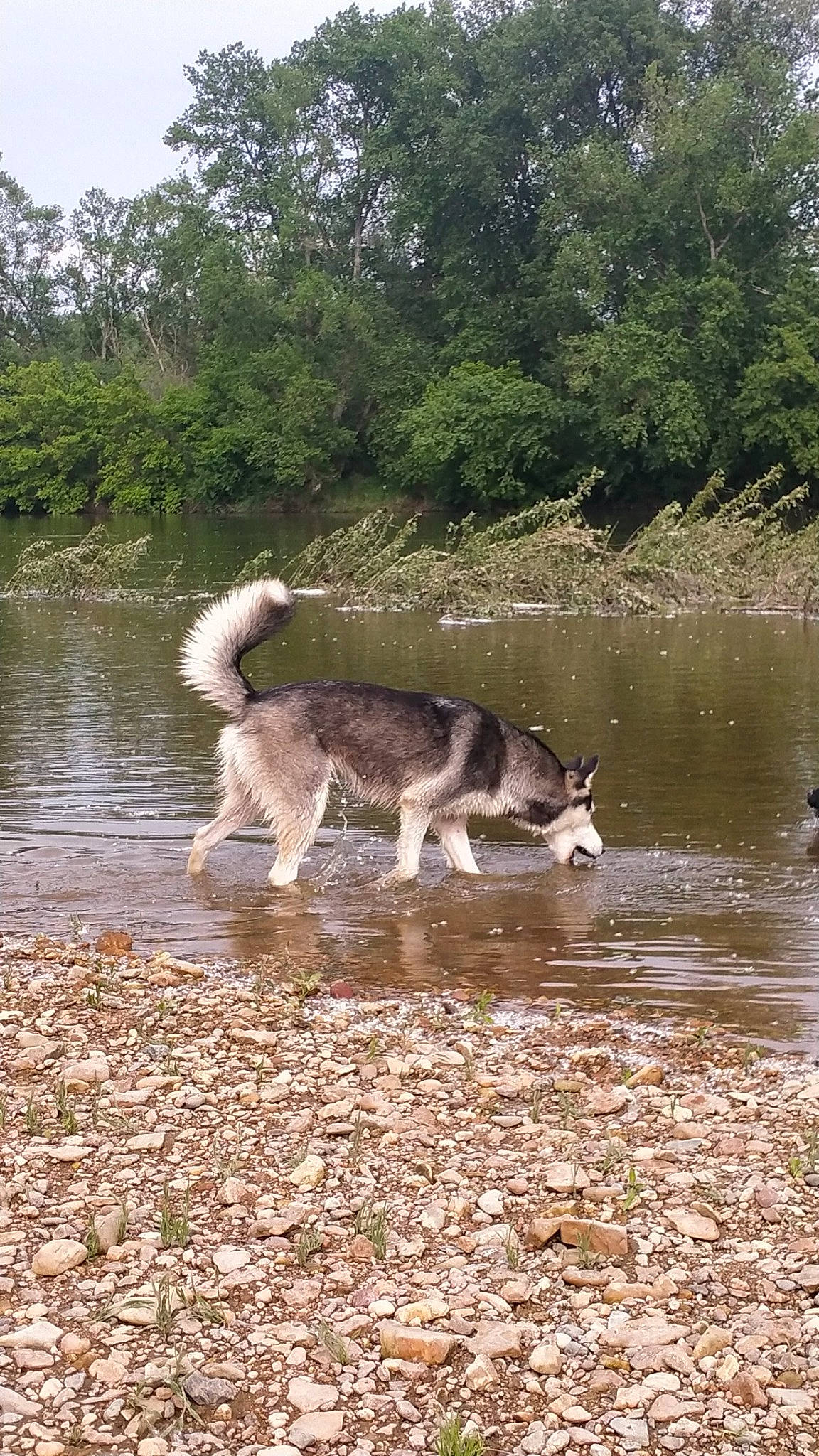 Laya a rejoint le concours — aidez-le/la à gagner de superbes lots ! canidae, carnivore, dog, dog_breed, fawn, fluvial_landforms_of_streams, lake, natural_landscape, plant, recreation, soil, sporting_group, stream, tail, terrestrial_animal, tree, water, wildlife, working_animal, working_dog