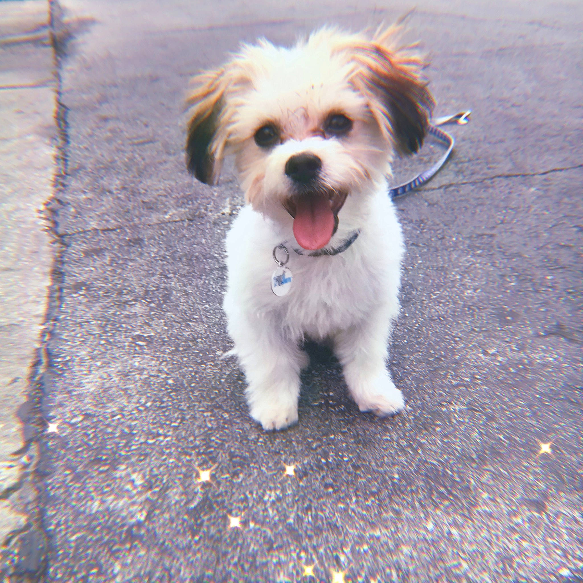 Koby joined the competition — help win amazing prizes! canidae, carnivore, cavachon, chinese_imperial_dog, companion_dog, dog, dog_breed, lhasa_apso, maltepoo, mammal, morkie, poodle_crossbreed, puppy, rare_breed_dog, schnoodle, shih_tzu, snout, sporting_group, toy_dog, vertebrate