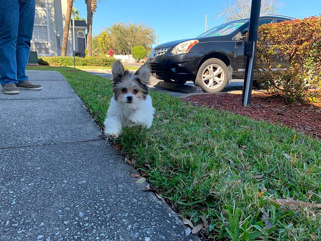 Koby is registered to the contest to win money with this photo: cairn_terrier, canidae, carnivore, companion_dog, dog, dog_breed, mammal, norwich_terrier, sidewalk, sporting_group, terrier, vertebrate, west_highland_white_terrier