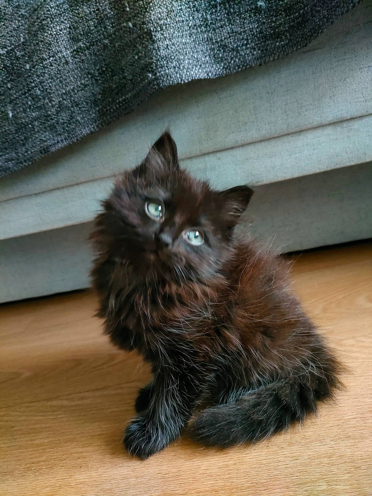 Elijah a rejoint le concours — aidez-le/la à gagner de superbes lots ! automotive_tire, black_cat, british_longhair, carnivore, cat, claw, domestic_short_haired_cat, felidae, flooring, fur, grey, hardwood, laminate_flooring, paw, small_to_medium_sized_cats, snout, tail, terrestrial_animal, whiskers, wood