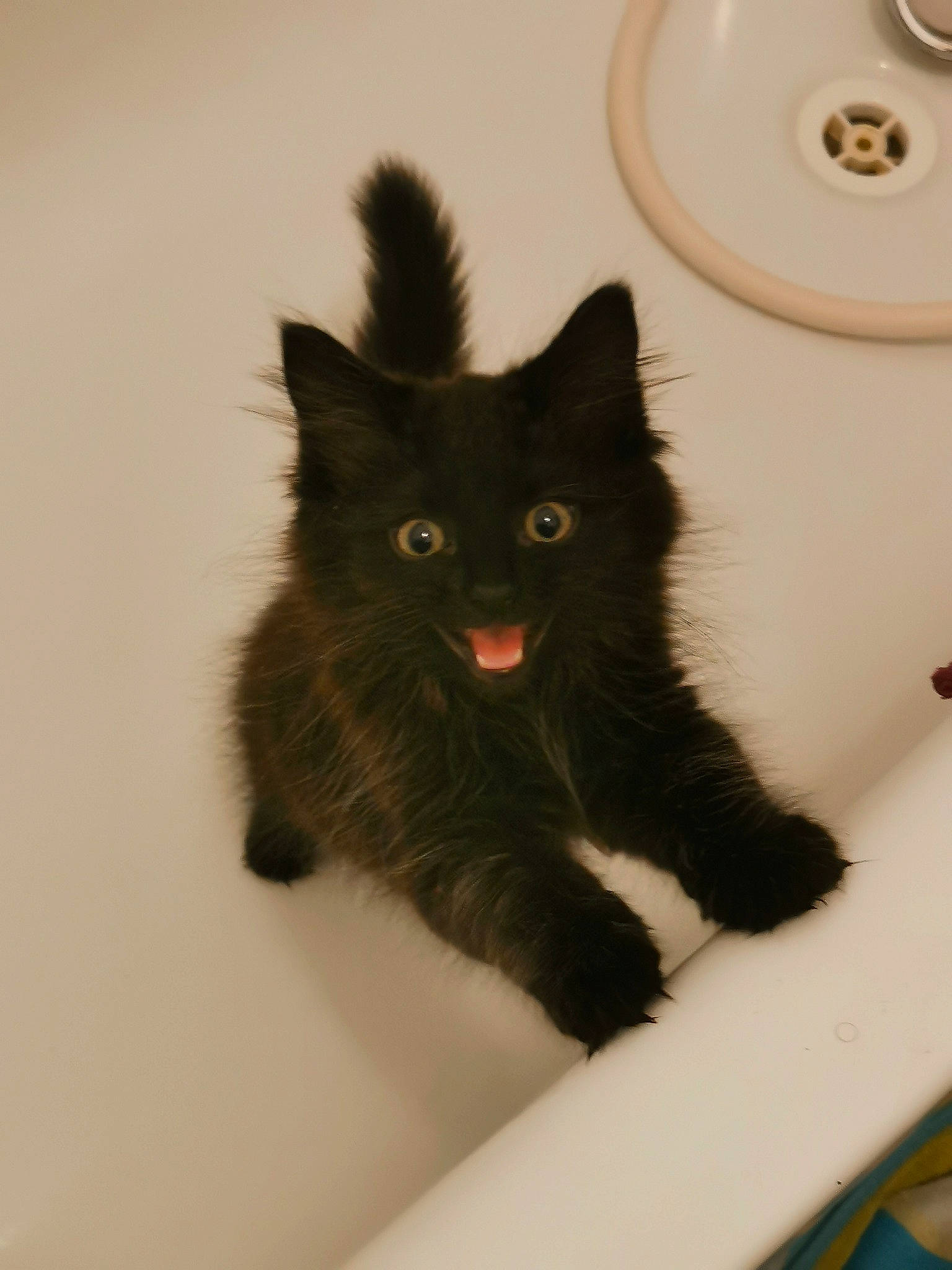 Elijah a rejoint le concours — aidez-le/la à gagner de superbes lots ! black_cat, bombay, carnivore, cat, circle, claw, comfort, domestic_short_haired_cat, felidae, fur, paw, room, small_to_medium_sized_cats, snout, tail, terrestrial_animal, whiskers, window