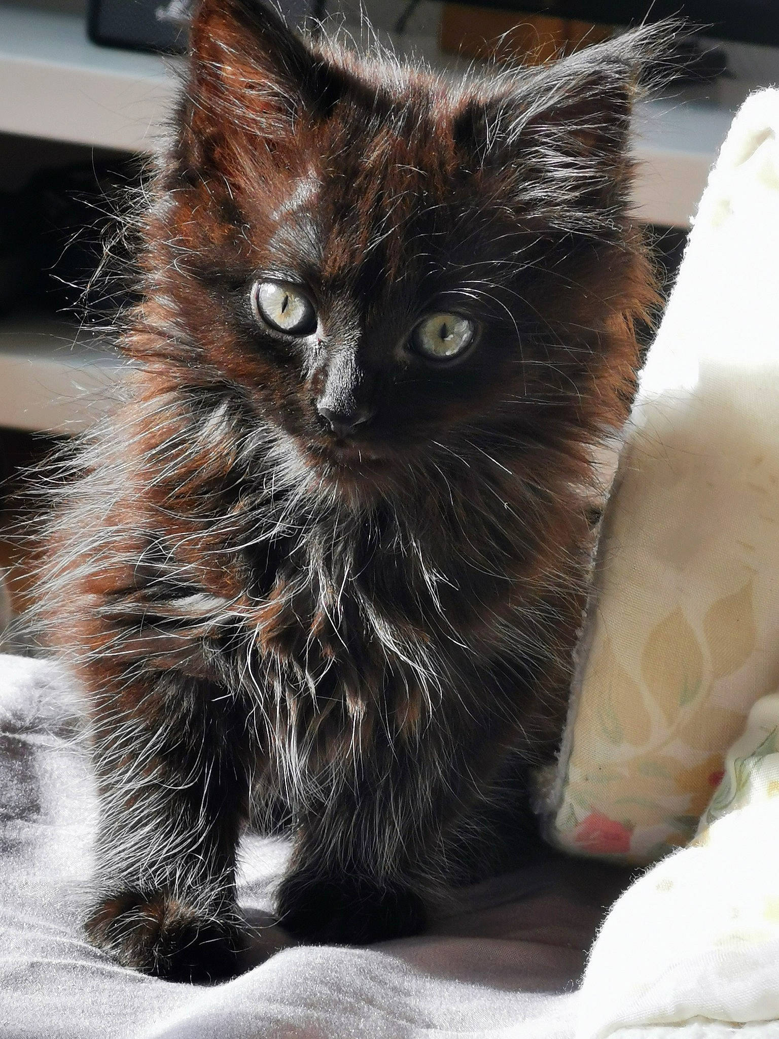 Elijah a rejoint le concours — aidez-le/la à gagner de superbes lots ! black_cat, carnivore, cat, cat_supply, claw, comfort, domestic_short_haired_cat, fawn, felidae, fur, paw, small_to_medium_sized_cats, snout, tail, terrestrial_animal, whiskers